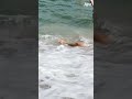 Never saw it coming 😂 #shorts #fail #funny #waves #sea