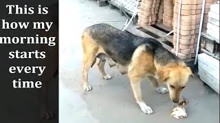 10 Minutes to Start Your Day Right! - Feeding Stray Dogs by GOOD ALEX 263 views 4 years ago 44 seconds