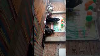 Madrasa Fatima Tu johara Lil banaat Budhwa Babu Tola#shortvideo#viralshorts 