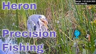 Precision Fishing: Amazing Views of Heron Catching Fish in the Pond