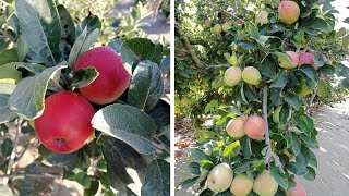 الفرق بين التفاح البلدي الاحمر والتفاح الانا ( الامريكاني) للمبتدئين ولماذا ثمار التفاح صغيرة