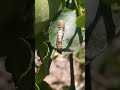 Lime Butterfly Caterpillar at my Home #jpillam #caterpillar #butterfly