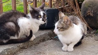 Naughty goru & kalu  together 😺😺😍😍 🐱 meaw meaw // #cat #youtuber #youtube #kidsvideo #youtubeshorts.