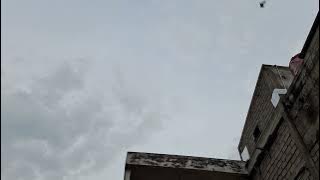 walet ngamuk pjw  kotak 6 emas Denny wiliam