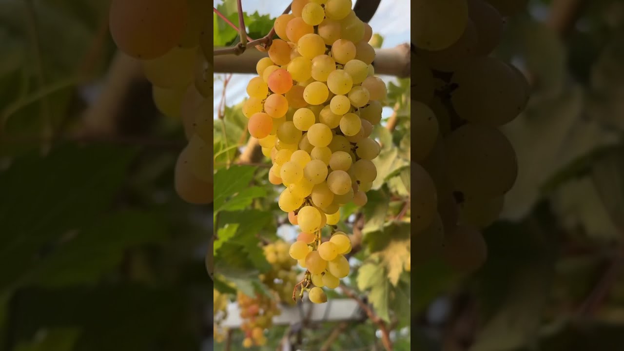 ទស្សនានៅ កសិករខ្មែរដាំទំពាំងបាយជូ មានការគាំទ្ររភ្លូកទឹកភ្លូកដី