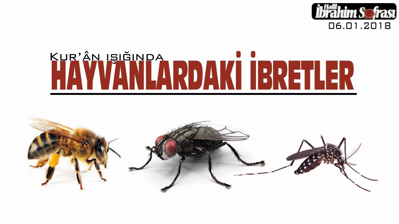 HAYVANLARDAKİ MUCİZELERE BAKAR MISIN ? 2.BÖLÜM