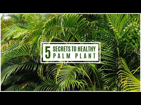 स्वस्थ सुपारी ताड़ के पौधे के 5 रहस्य || हरियाली और खुशहाल हथेलियां उगाएं