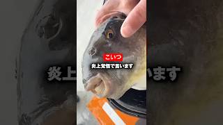 新しい釣り見つけた　#shorts #short  #マフグ