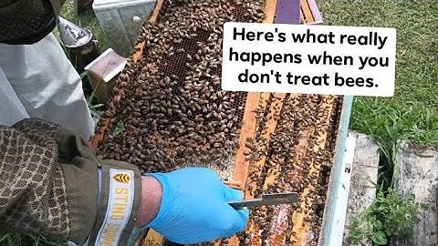 Staatsinspectie van de behandelingsvrije bijenstal 2024