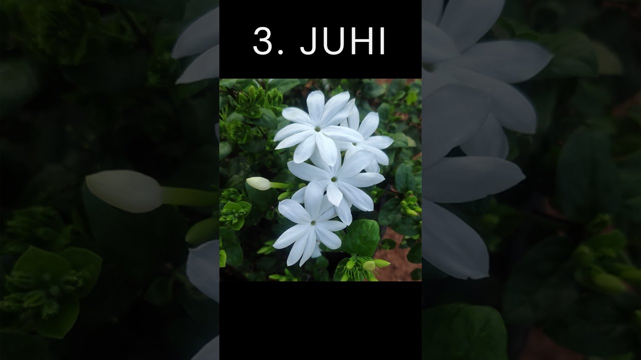 Top 5 Fragrant Scented Flower Plants 