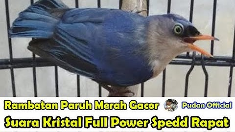 RAMBATAN PARUH MERAH GACOR SUARA KRISTAL FULL POWER SPED RAPAT