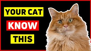 Celebrity 12 SECRET TRUTHS Your Cat Knows About YOU Net Worth
