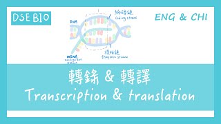 [DSE BIO] 轉錄及轉譯 Transcription & translation