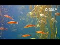 Lose yourself in the frondly embrace of the Kelp Forest Cam | Monterey Bay Aquarium Live Cam