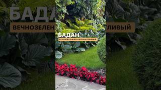 БАДАН вечнозеленое и неприхотливое растение!Идеальное место для бадана – участок земли вдоль забора.
