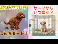排泄とケージ問題のお悩み相談