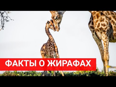 Интересные факты о жирафах