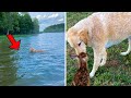 A Baby Deer was Drowning Until a Dog did THIS…