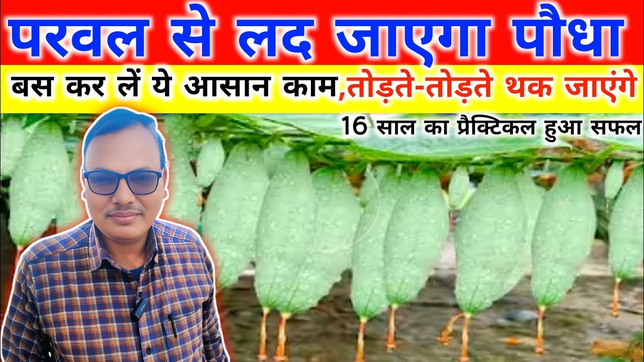 🌱परवल की पौधा में कटाई छटाई कैसे करें 🤔 करते हैं परवल की खेती तो जाने यह ट्रिक😳pointed gourd farming