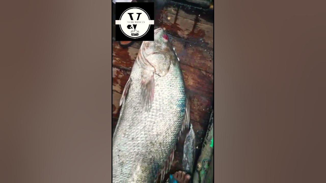 suwa-fish-in-pakistan-expensive-fish-in-pakistan-youtube