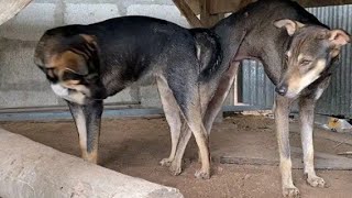 Rural dog mating in the first Time