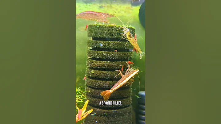 Keep Your Shrimp Happy! The BEST Ways to Oxygenate Your Tank!