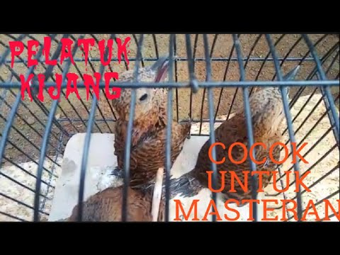 PELATUK KIJANG. ..TEMBAKAN MIRIP KUNTI