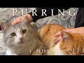 1 hour asmr  cats purrs together for your rest and relaxation