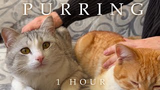 ASMR 1 ชั่วโมง | แมวส่งเสียงครวญครางด้วยกันเพื่อการพักผ่อนและผ่อนคลายของคุณ