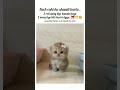 #viralvideo #cat #trendingshorts #funny #memes #ramadan #youtubeshorts #explore #trending