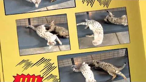Video 1460181: f1 savannah cat, f1 savannah female
