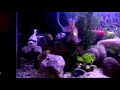Beautiful aquascape.