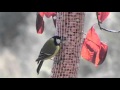 Comederos para aves silvestres - Ecotenda