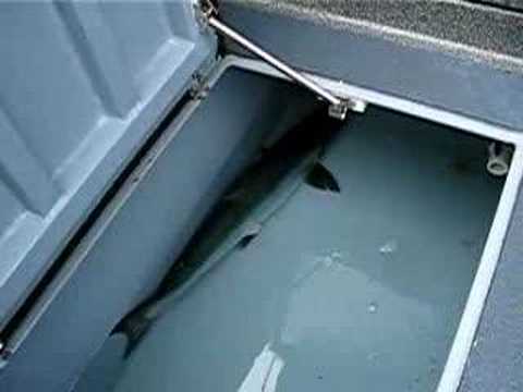 Diy livewell plumbing Doovi
