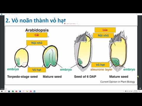 Video: Tên Thực vật Latinh - Tại sao Chúng tôi Sử dụng Tên Latinh cho Thực vật