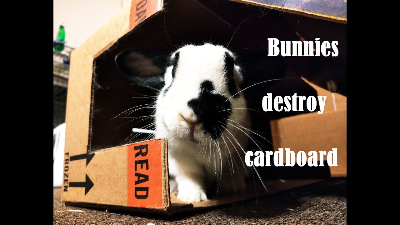 Bunnies destroy cardboard tube YouTube