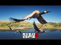 Migração de GANSO-DO-CANADÁ (Canada goose) - Red Dead Redemption 2