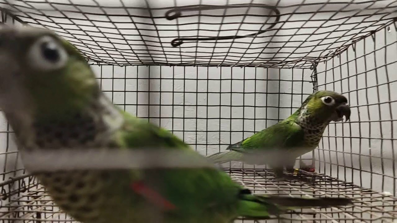 Black cap conure. 