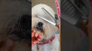 #dog #grooming #beforeandafter #pets