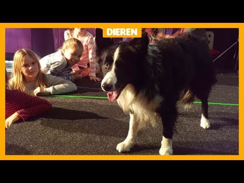 Video: Hoe Stuur Je Een Hond Naar Een Asiel?