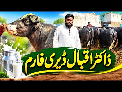 Beautiful High Milking Buffaloes || Dr Iqbal Dairy Farm 