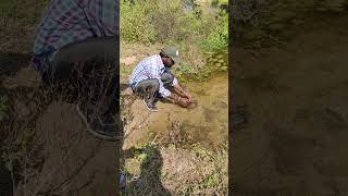 Rescue and Release of Indian Flap shell Turtle