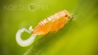 Citrus Psyllids Bribe Ants With Strings Of Candy Poop | Deep Look by Deep Look 437,305 views 1 year ago 5 minutes, 5 seconds