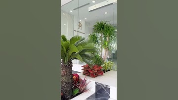 Bồn cây có sẵn bậc tâm cấp trồng cây gì #bydunggarden #caycanh