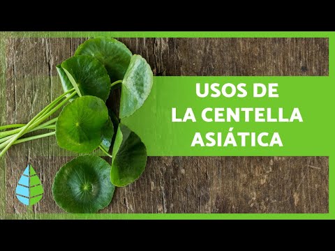 Video: ¿Qué es la Centella centella verticilada?: Información sobre las plantas Centella centellana verticilada