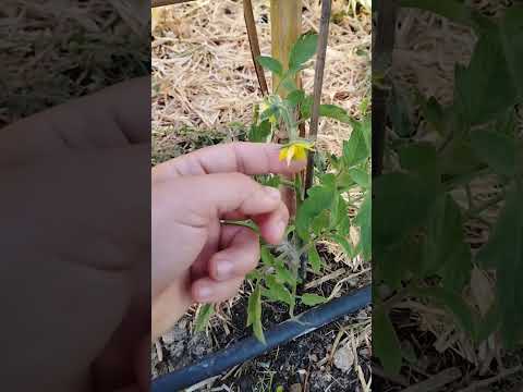 Vídeo: Poda de tomàquets - Puc podar una planta de tomàquet