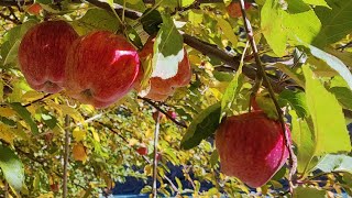 #ApplefarmSanjak #sanjak #kargil #ladakh