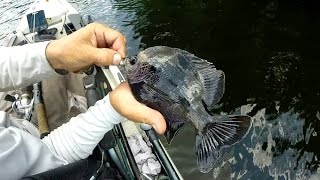 My First Bluegill