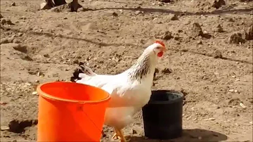 Warum gackert ein Huhn Wenn es ein Ei gelegt hat?