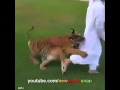 ممزيانش تلعب مع السباع ممزيانش تلعب مع السباع